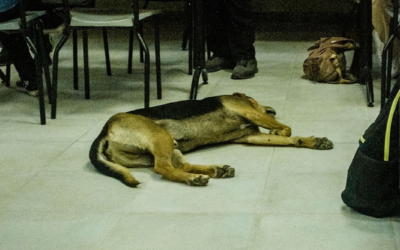 Cachorros abandonados que vivem na UFMG