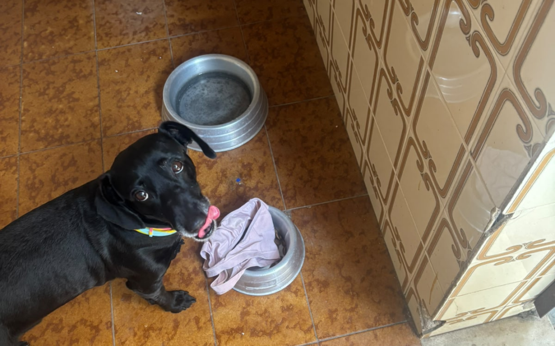 12 pessoas e 1 cachorro